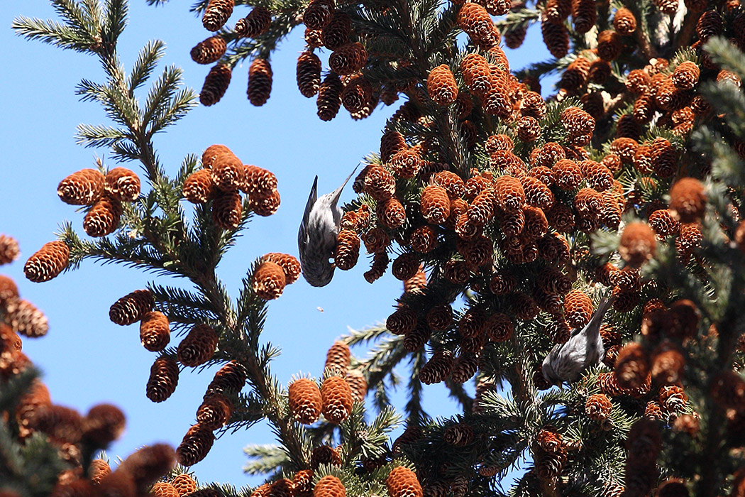 Изображение особи Picea obovata.
