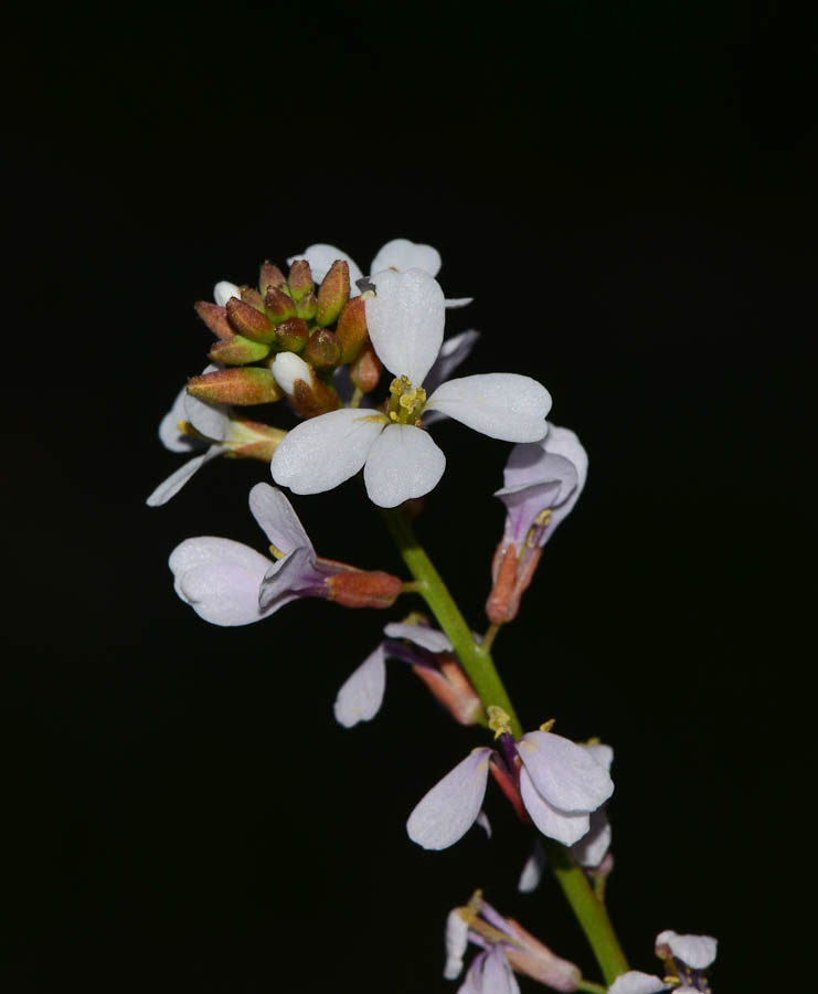 Изображение особи Erucaria microcarpa.