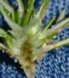 Ifloga spicata ssp. albescens