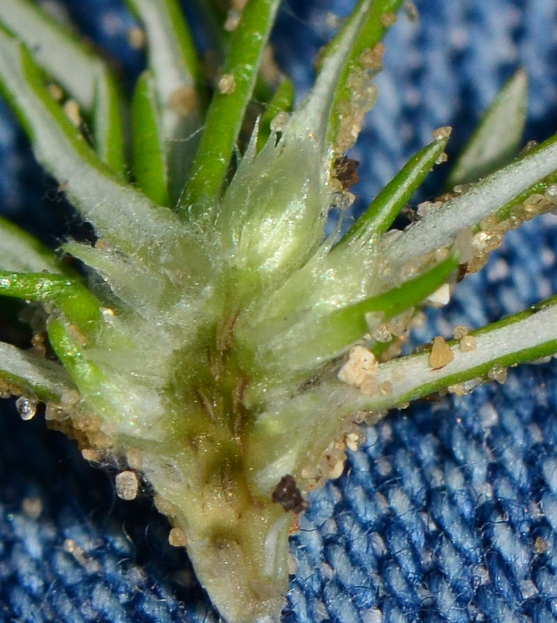 Image of Ifloga spicata ssp. albescens specimen.