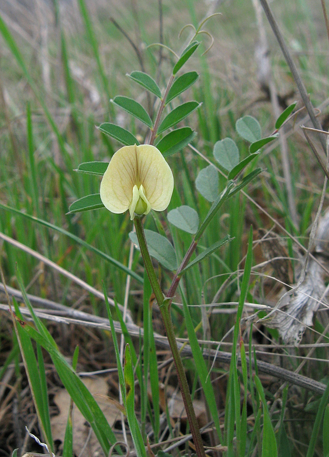 Изображение особи Vicia grandiflora.