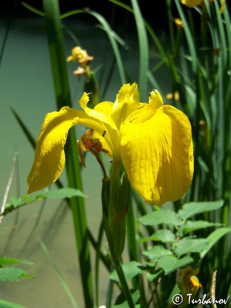 Image of Iris pseudacorus specimen.