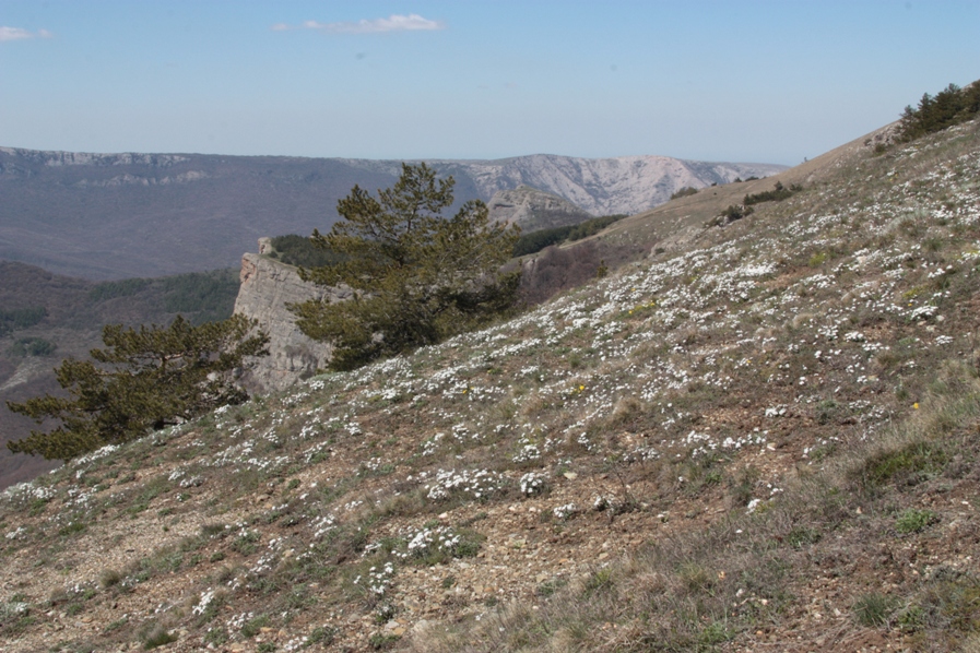 Image of Ornithogalum fimbriatum specimen.