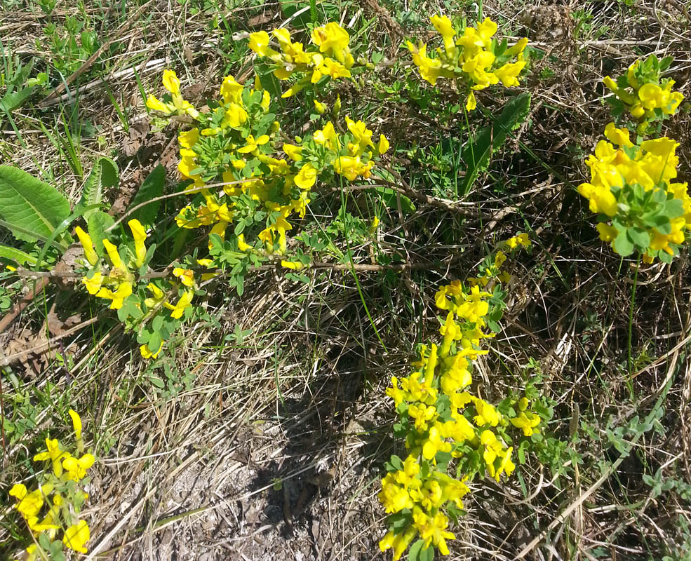 Изображение особи Chamaecytisus ruthenicus.