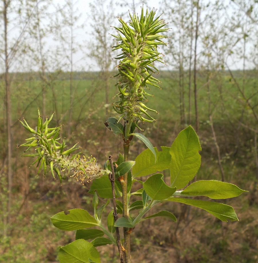 Image of Salix myrsinifolia specimen.