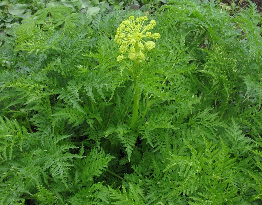 Image of Molopospermum peloponnesiacum specimen.