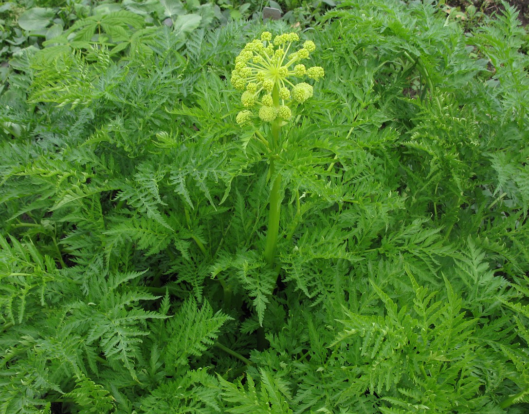 Изображение особи Molopospermum peloponnesiacum.