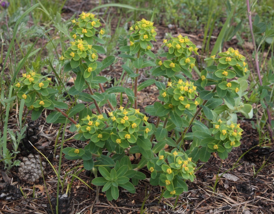 Изображение особи Euphorbia jenisseiensis.