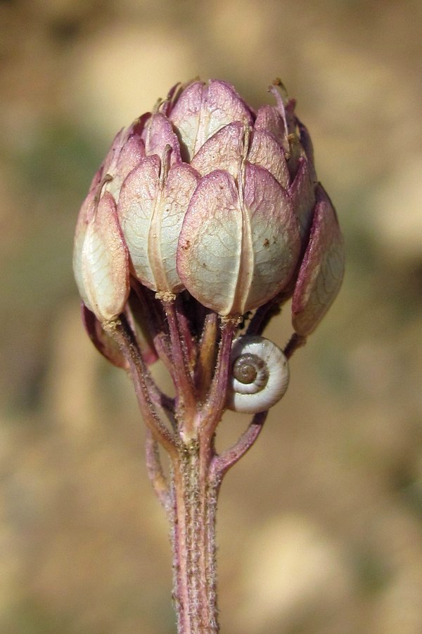 Image of Iberis simplex specimen.