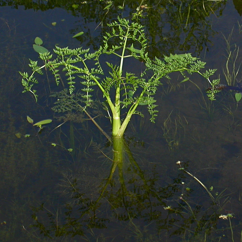 Image of Oenanthe aquatica specimen.