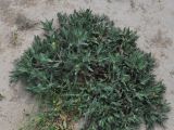 Centaurea benedicta. Цветущее растение. Узбекистан, г. Ташкент, Актепа Юнусабадская. 19.05.2013.
