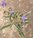 Solanum elaeagnifolium. Верхушка цветущего растения. Израиль, г. Беэр-Шева, рудеральное местообитание. 29.06.2013.