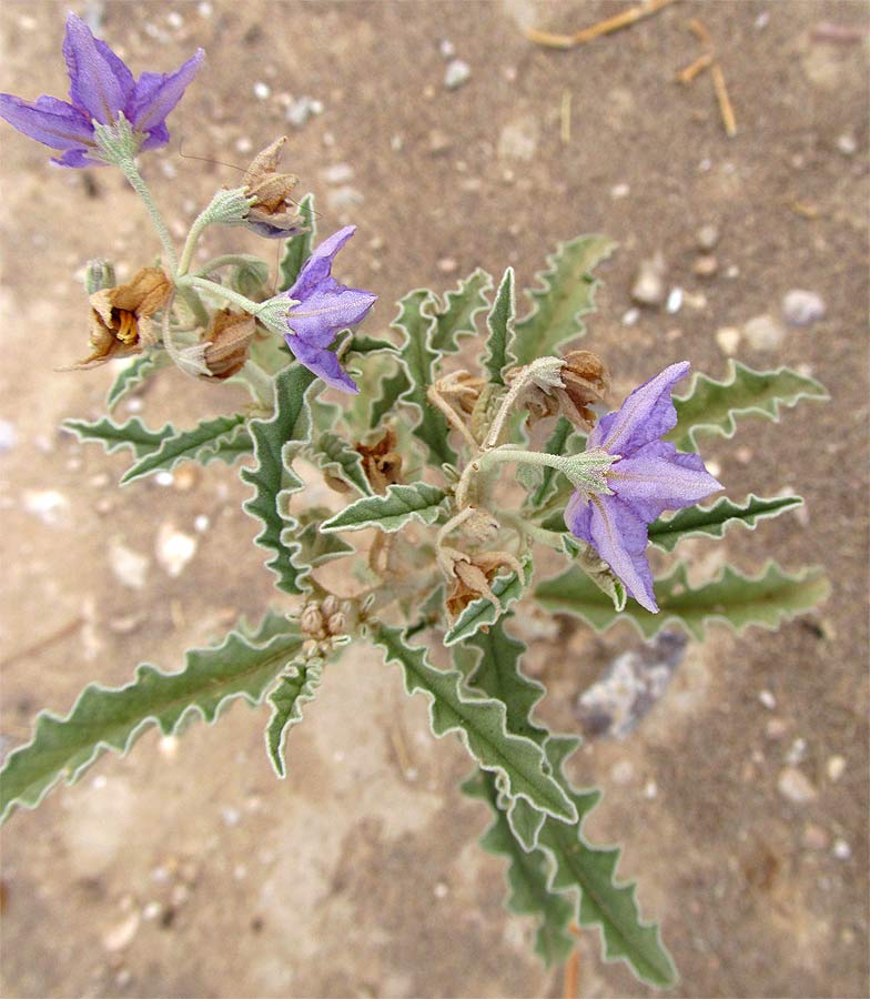 Изображение особи Solanum elaeagnifolium.