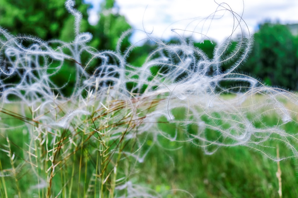 Изображение особи род Stipa.