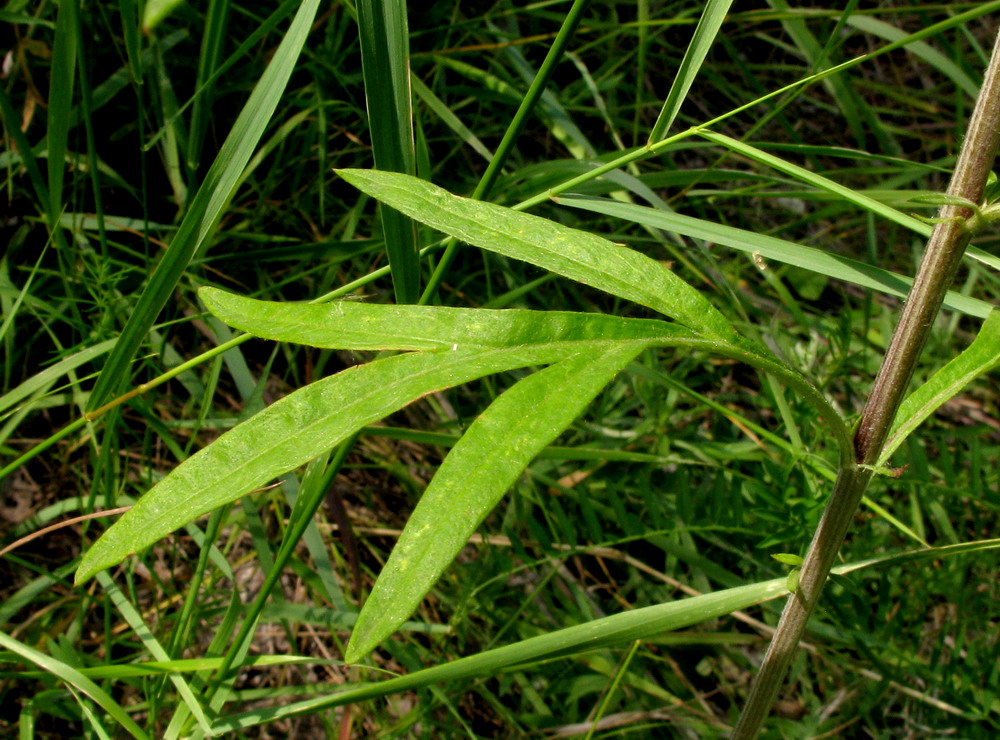 Изображение особи Artemisia argyi.