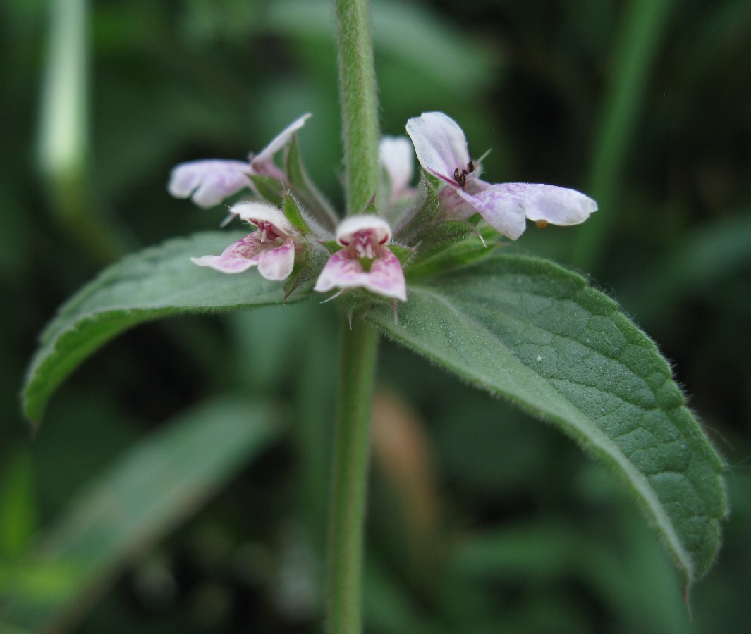 Image of Stachys setifera specimen.