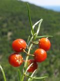 Asparagus verticillatus