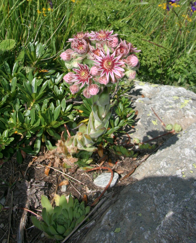 Изображение особи Sempervivum caucasicum.