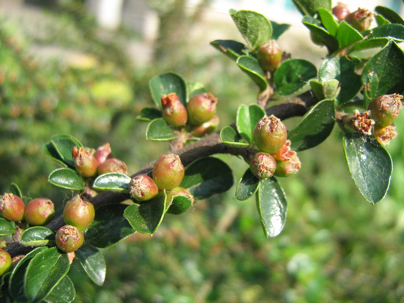 Image of Cotoneaster horizontalis specimen.