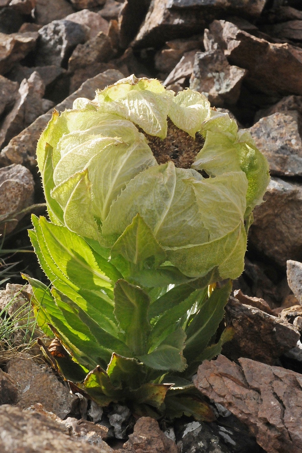 Image of Saussurea involucrata specimen.