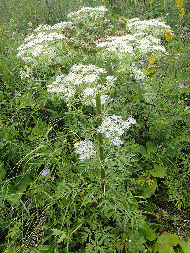 Изображение особи Pleurospermum uralense.