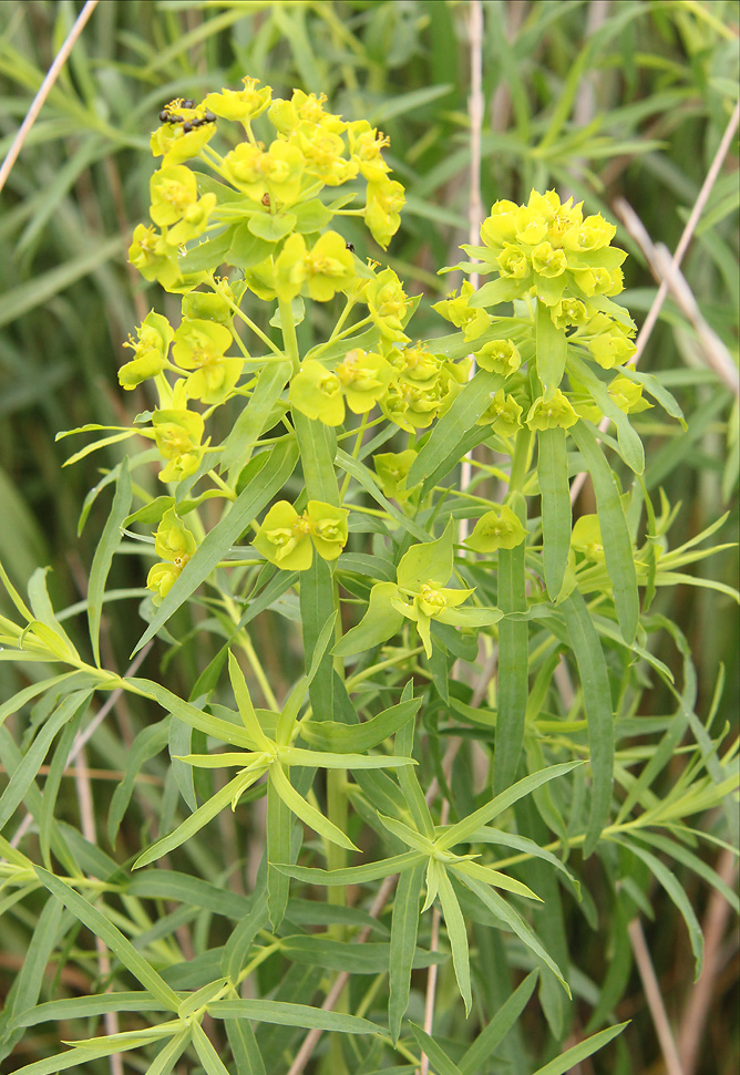 Изображение особи Euphorbia virgata.