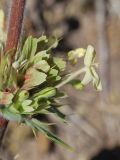 Morina coulteriana