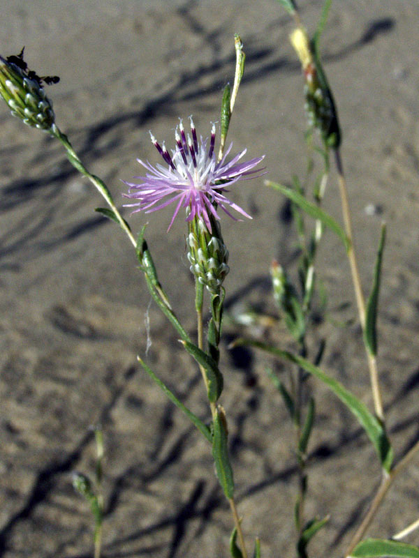 Image of Hyalea pulchella specimen.