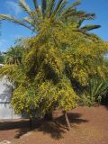Acacia saligna. Цветущее дерево. Испания, Канарские о-ва, Тенерифе, Пуэрто-де-ла-Крус (Puerto de la Cruz), парк Таоро (Parque Taoro), в культуре. 11 марта 2008 г.