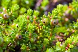 Empetrum hermaphroditum. Побеги с незрелыми плодами. Карелия, Лоухский р-н, окр. пос. Чкаловский, берег Белого моря. 15.06.2013.
