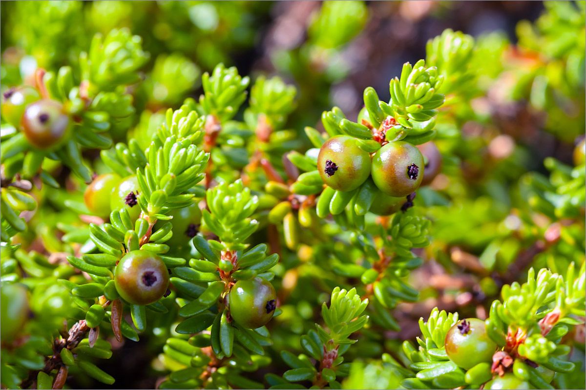 Изображение особи Empetrum hermaphroditum.