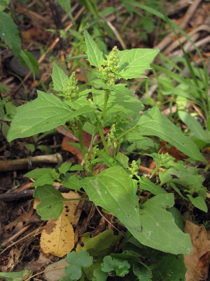 Image of Oxybasis urbica specimen.