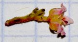 Image of taxon representative. Author is Татьяна Мальчинская