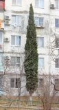 Cupressus sempervirens. Взрослое дерево в культуре. Черноморское побережье Кавказа, г. Новороссийск, в культуре. 1 января 2014 г.