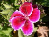 Pelargonium × domesticum. Цветок. Германия, г. Essen, Grugapark. 29.09.2013.