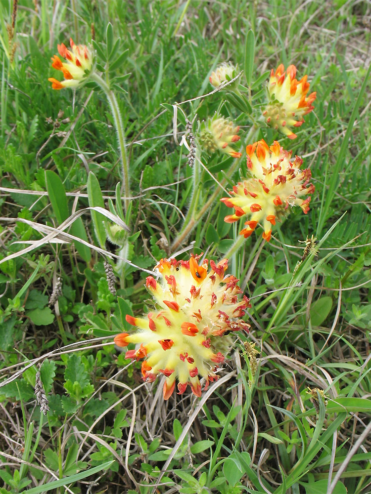 Image of Anthyllis macrocephala specimen.