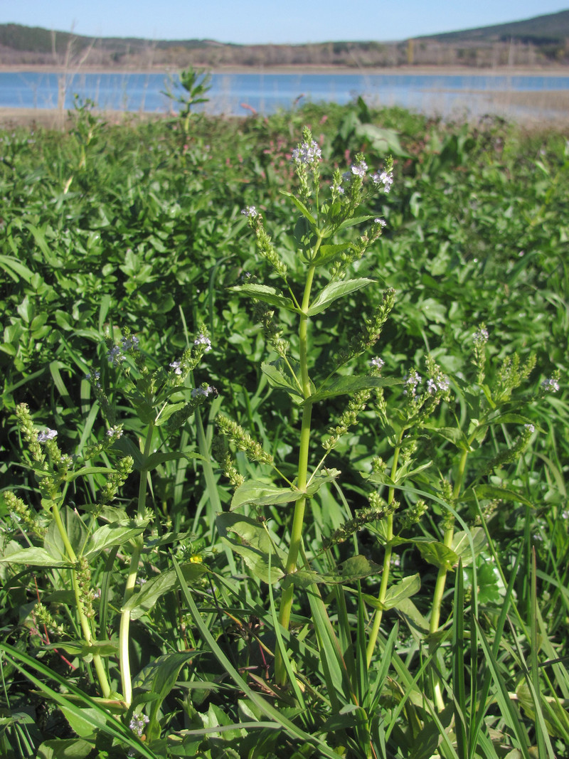 Image of Veronica anagallis-aquatica specimen.