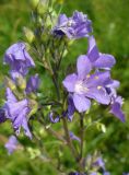 Polemonium caeruleum. Часть соцветия. Ярославская обл, Переславский р-н, национальный парк \"Плещеево озеро\", ур. Кухмарь. 4 июля 2013 г.