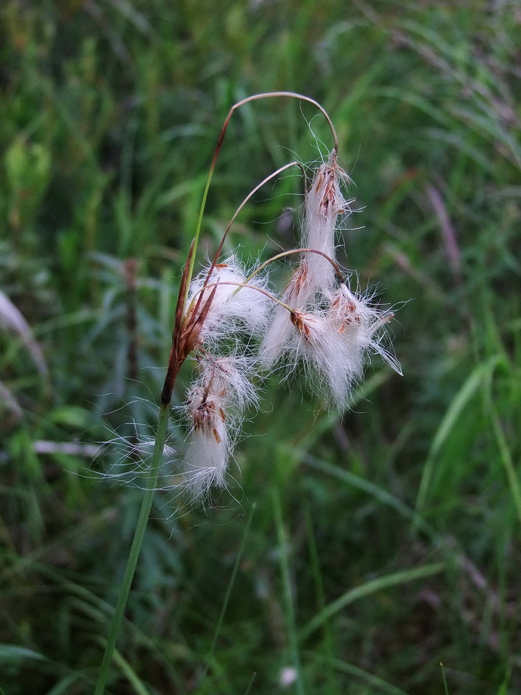 Image of Eriophorum komarovii specimen.