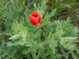 Glaucium corniculatum