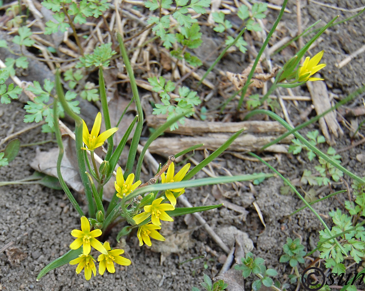 Image of genus Gagea specimen.