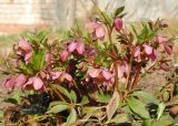 Helleborus orientalis