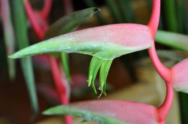 Image of Heliconia chartacea specimen.