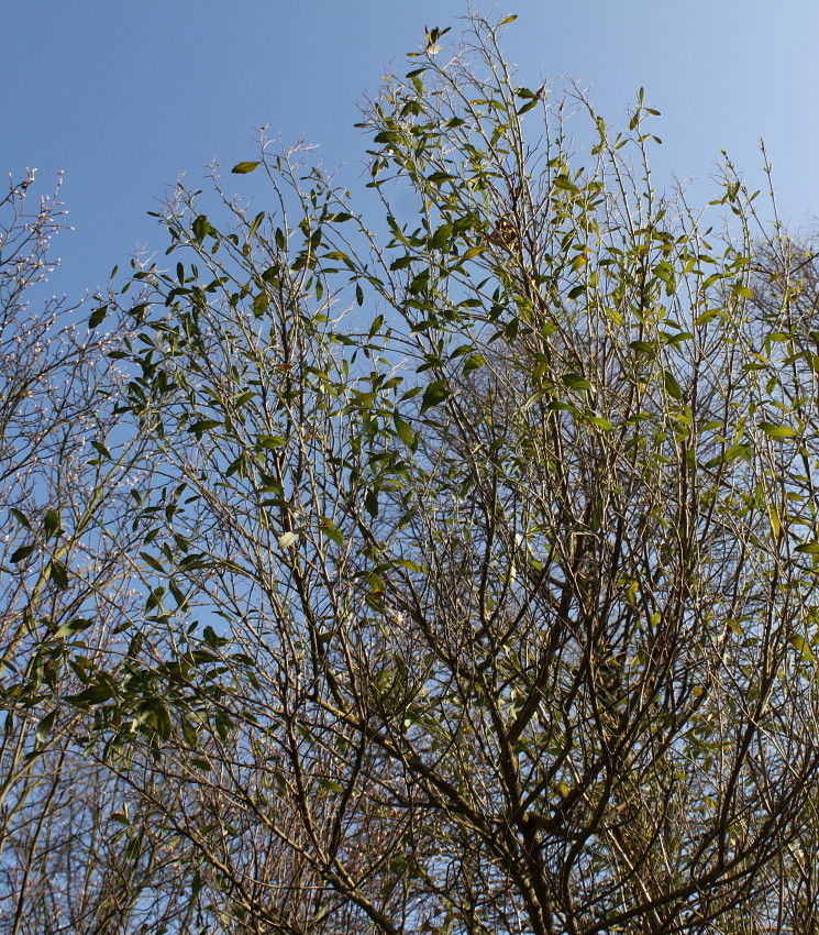 Image of Baccharis halimifolia specimen.