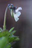 Viola arvensis