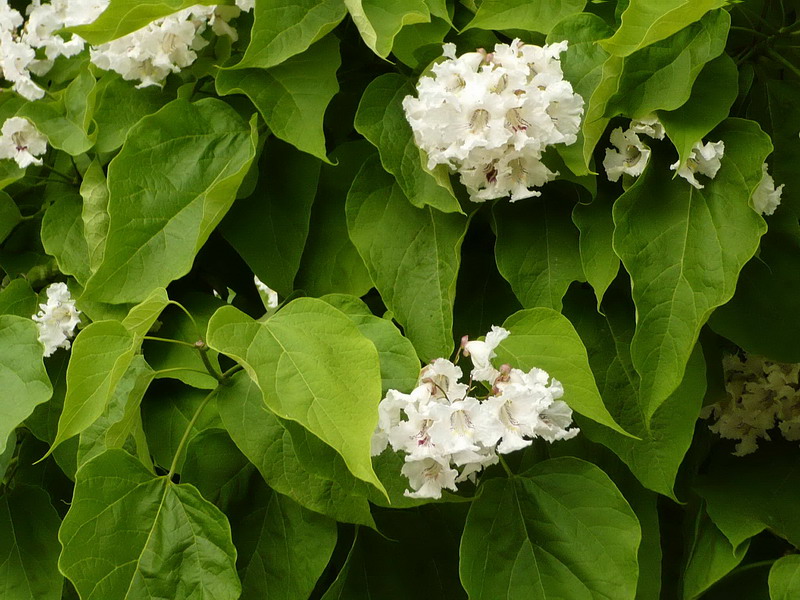 Изображение особи Catalpa speciosa.