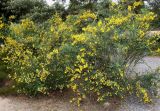 Sarothamnus scoparius. Цветущее растение. Германия, г. Дюссельдорф, Ботанический сад университета. 28.04.2014.