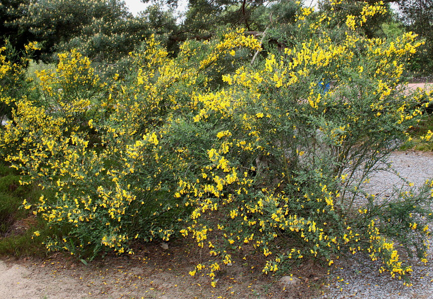 Image of Sarothamnus scoparius specimen.