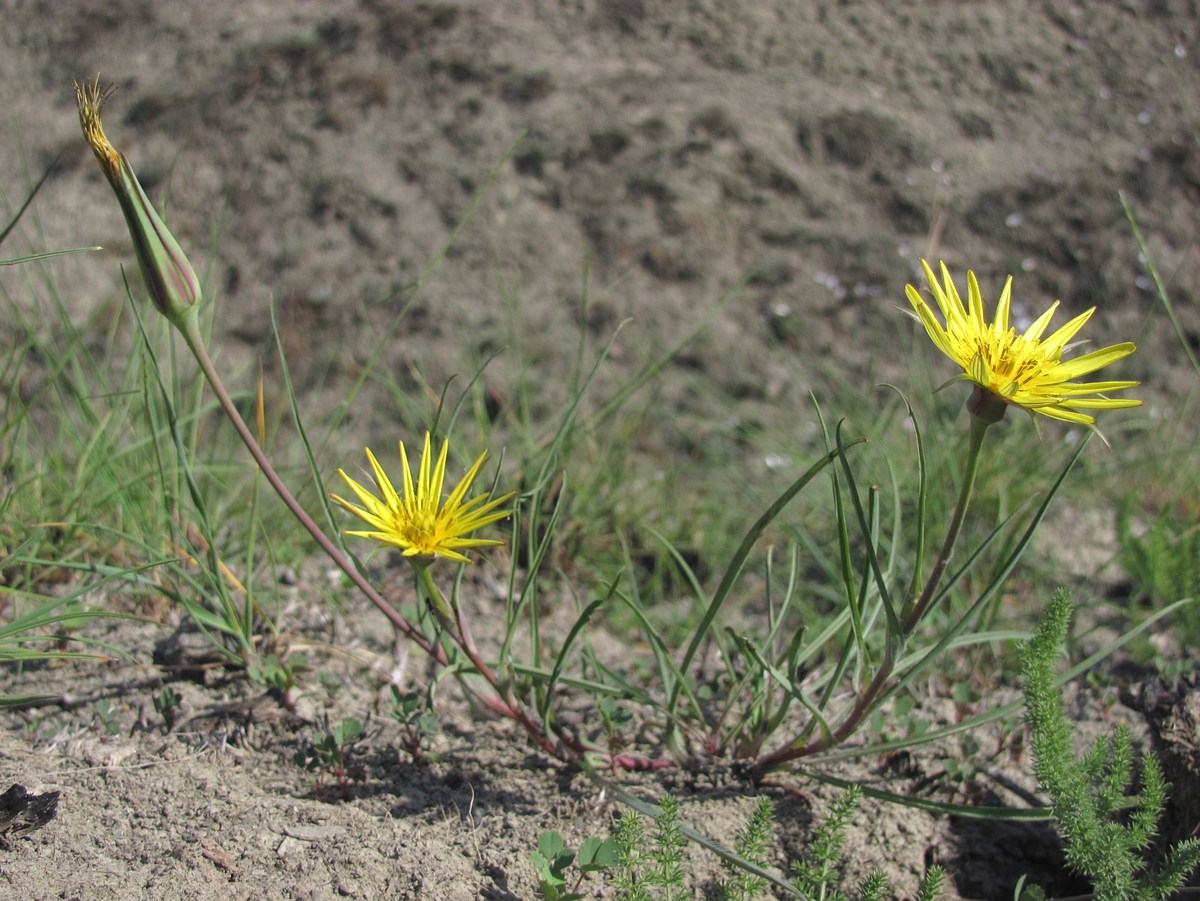 Изображение особи Tragopogon pusillus.