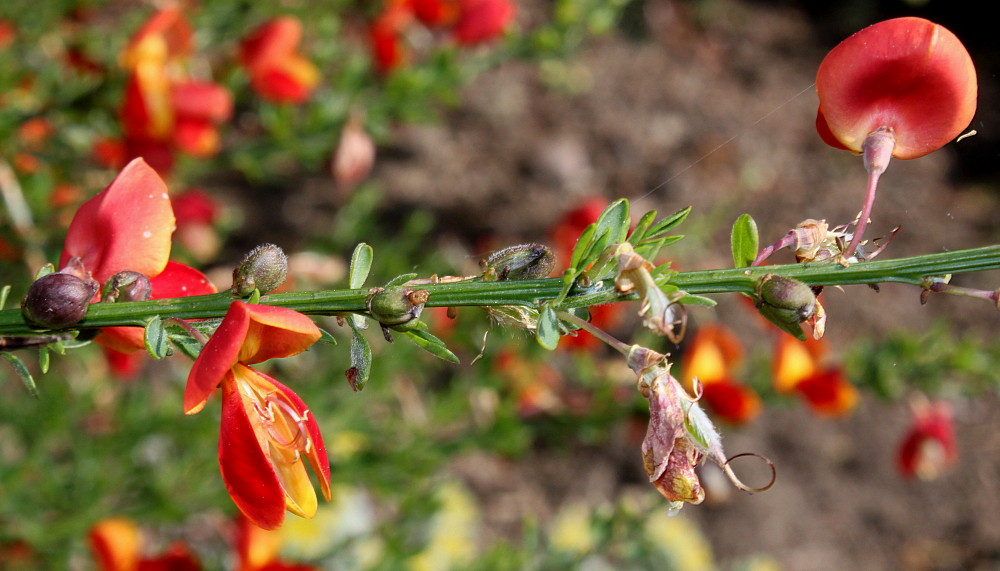 Image of Cytisus &times; praecox specimen.